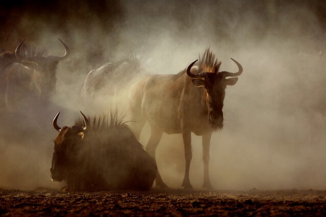 Bluewildebeest in Kalahari dust